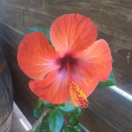 Da Maria Teresa - Alojamento de Acomodação e Pequeno-almoço Maratea