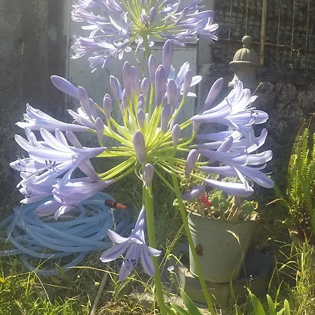 Alojamento de Acomodação e Pequeno-almoço Da Maria Teresa - 3*